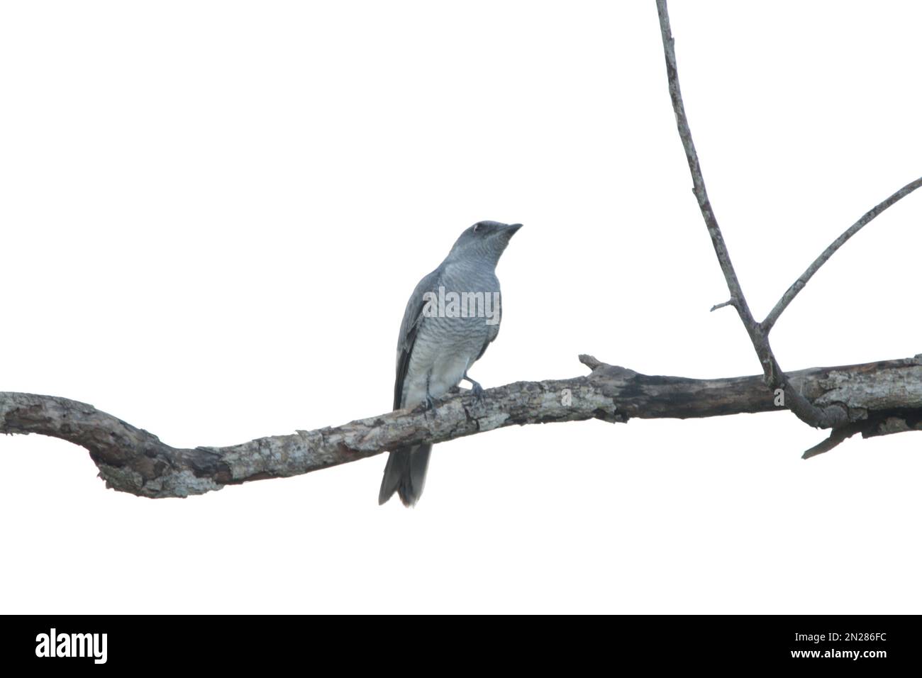 Vögel Sri Lankas in der Wildnis. Besuchen Sie Sri Lanka. Stockfoto