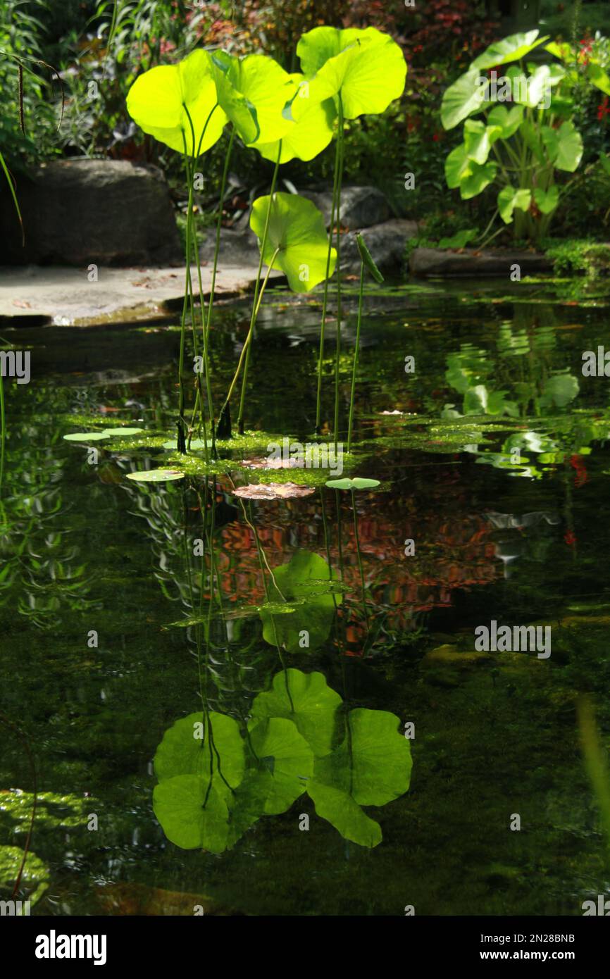 Teich im UNC Charlotte Botanical Gardens, NC, USA Stockfoto