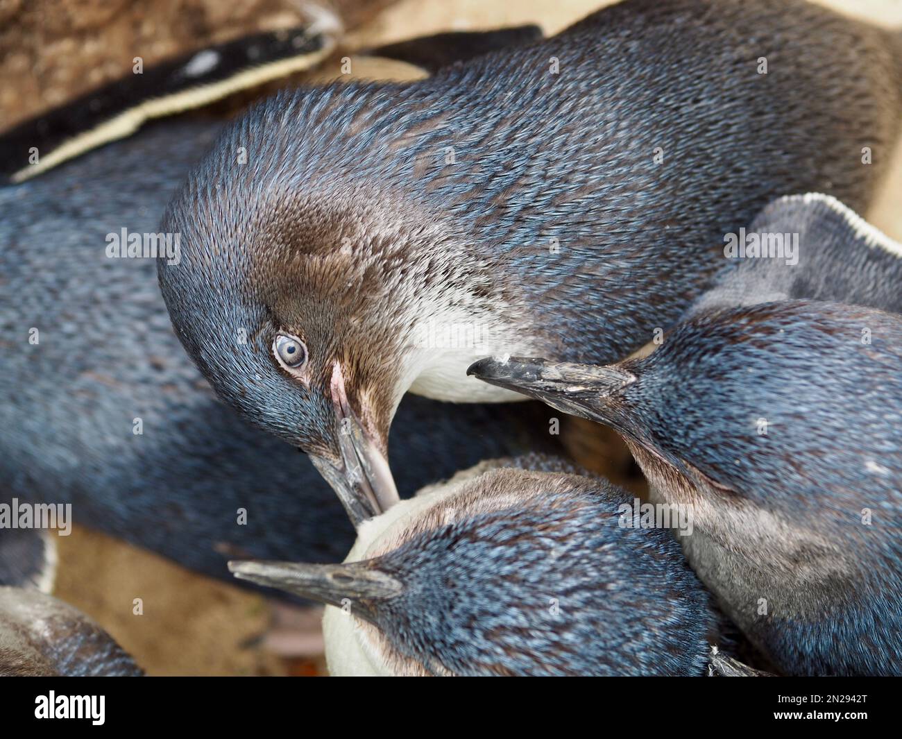 Eine auffallende Zusammenkunft von kleinen australischen Pinguinen in spektakulärer Schönheit. Stockfoto