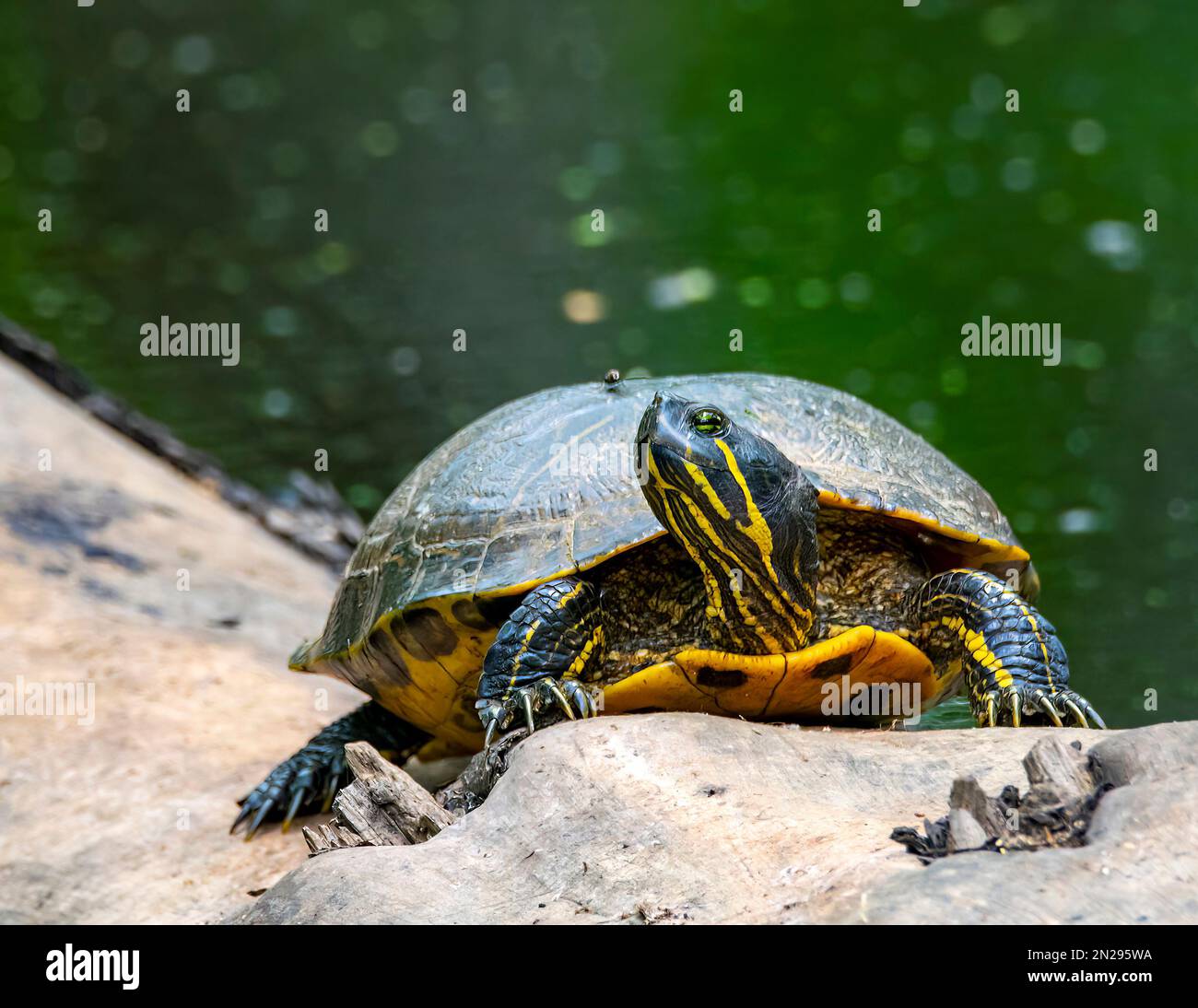 Bemalter Schildkrötenkopf aus der Nähe, der nach oben blickt und Details zeigt. Stockfoto