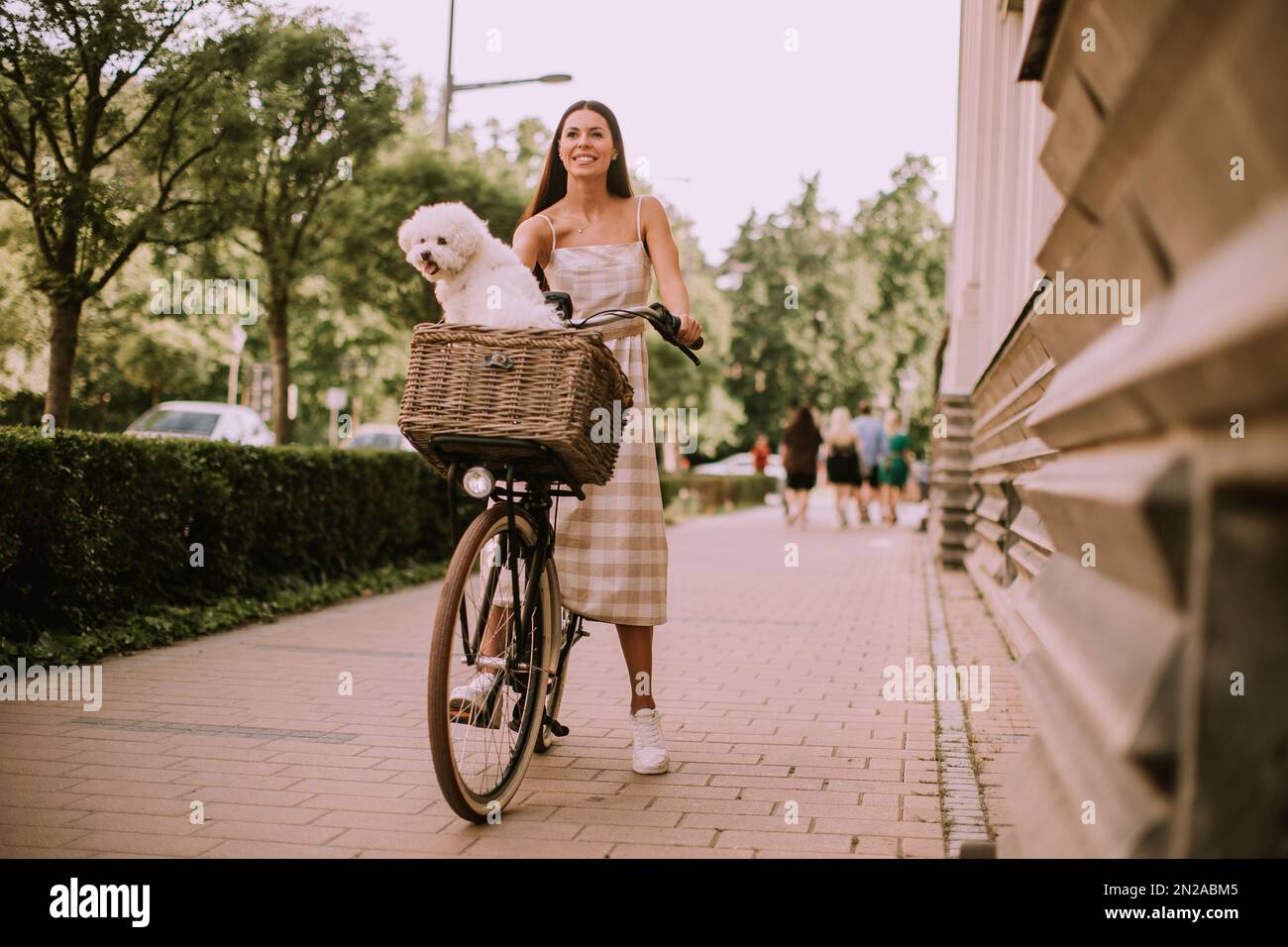 Hübsche junge Frau mit einem bichon-Hund im Fahrradkorb macht eine gemütliche Fahrt Stockfoto