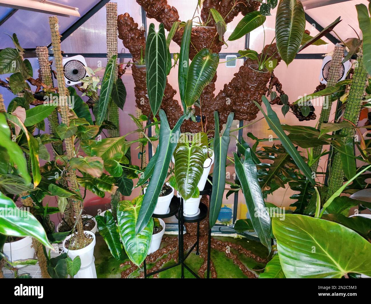 Ein Gewächshaus gefüllt mit seltenen Philodendron-, Monstera- und Anthurium-Pflanzen Stockfoto