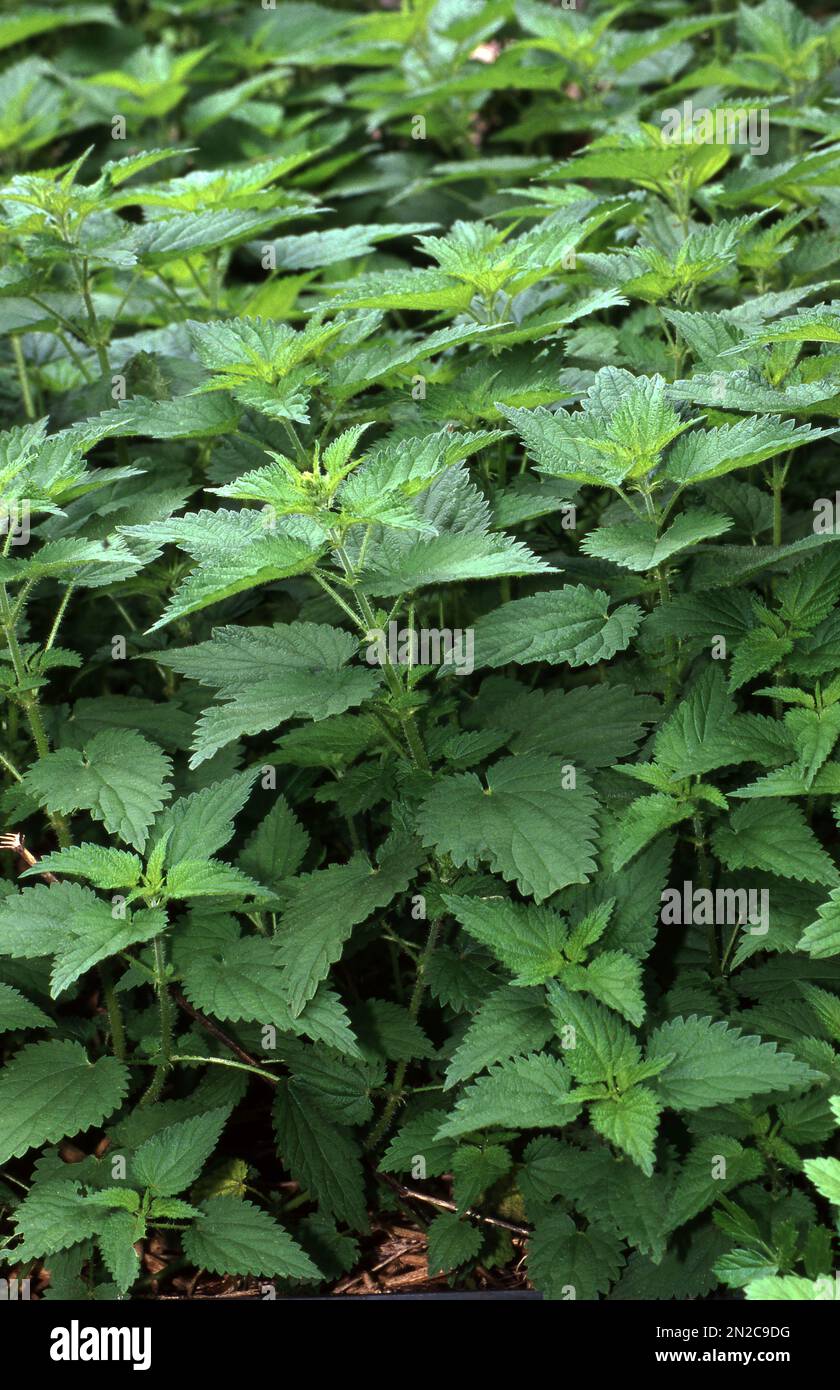 Nahaufnahme von Urtica dioica, oft bekannt als die gewöhnliche Brennnessel, Brennnessel brennen, Brennnessel, Brennnessel Blatt, oder einfach nur Brennnessel oder Stinger. Stockfoto