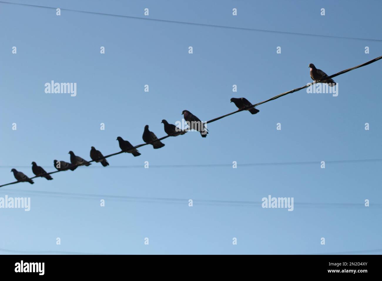 Vögel auf Draht. Tauben auf Elektrodraht gegen den Himmel. Die Silhouetten des Vogels. Tauben sitzen in Reihe. Stockfoto