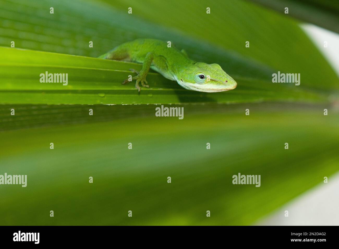 Nahaufnahme des Leiters der carolina-Anole (Anolis carolinensis), vorgestellt in Mikronesien, Yap Island, Mikronesien Stockfoto