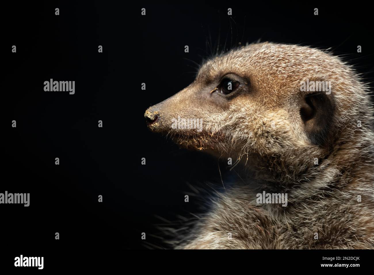 Erdmännchen (Suricata suricatta) mit schwarzem Hintergrund und Sand auf der Nase, Frankfurter Zoo, Hessen, Deutschland Stockfoto