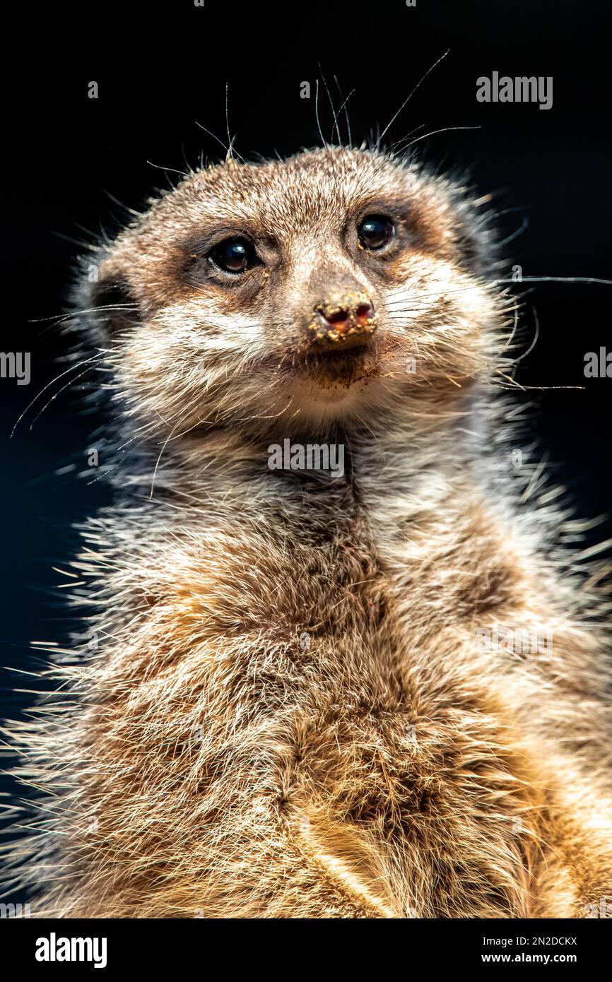 Erdmännchen (Suricata suricatta) mit schwarzem Hintergrund und Sand auf der Nase, Frankfurter Zoo, Hessen, Deutschland Stockfoto