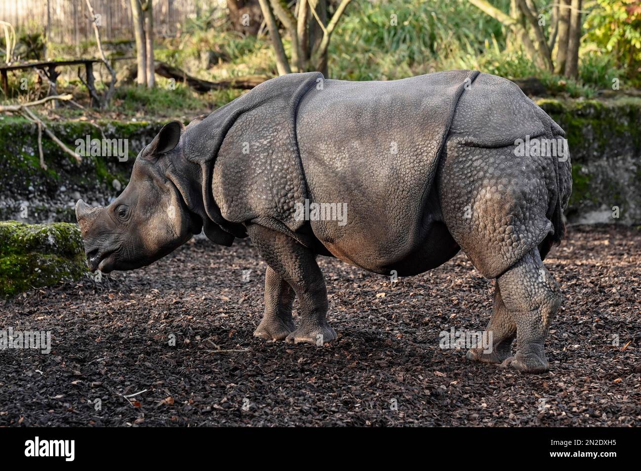 Indisches Nashorn (Rhinoceros unicornis), gefangen, Basler Zoo, Schweiz Stockfoto