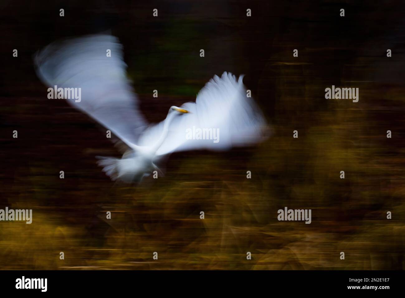 Fliegender Reiher (Ardea alba), Bewegungsunschärfe, Hessen, Deutschland Stockfoto