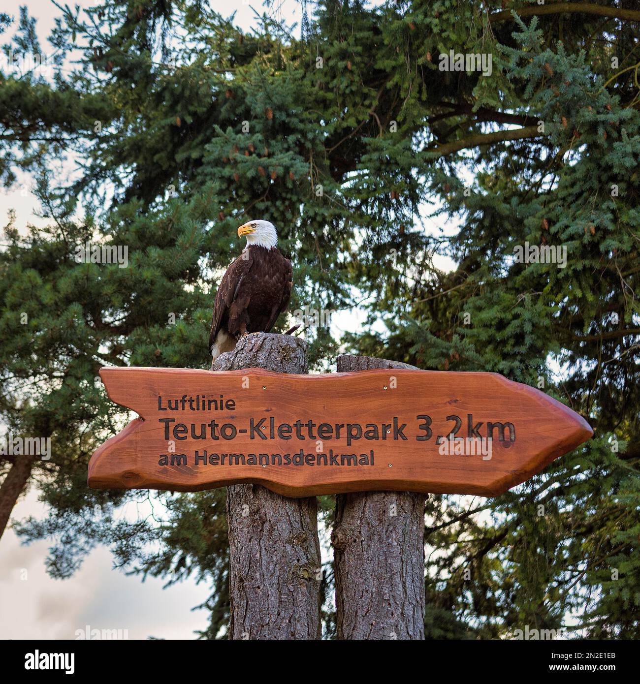 Weißkopfseeadler (Haliaeetus leucocephalus) auf Barsch, gefangen, Richtungsschild, während die Krähe zum Kletterpark Teuto am Hermann-Denkmal fliegt Stockfoto