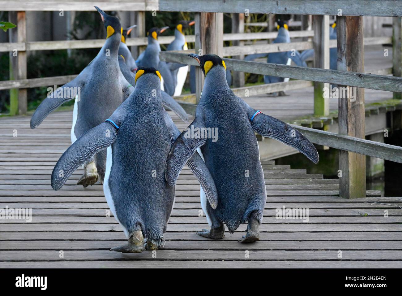 Königspinguine (Aptenodytes patagonicus) in Gefangenschaft, Zoo Basel, Schweiz Stockfoto