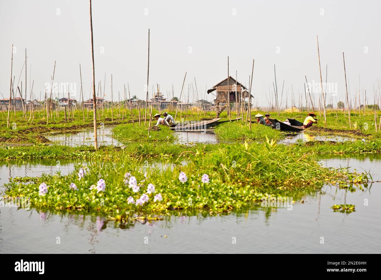 Schwimmende Felder, einbeiniges Rudern, Inle-See, Myanmar, Inle-See, Myanmar Stockfoto