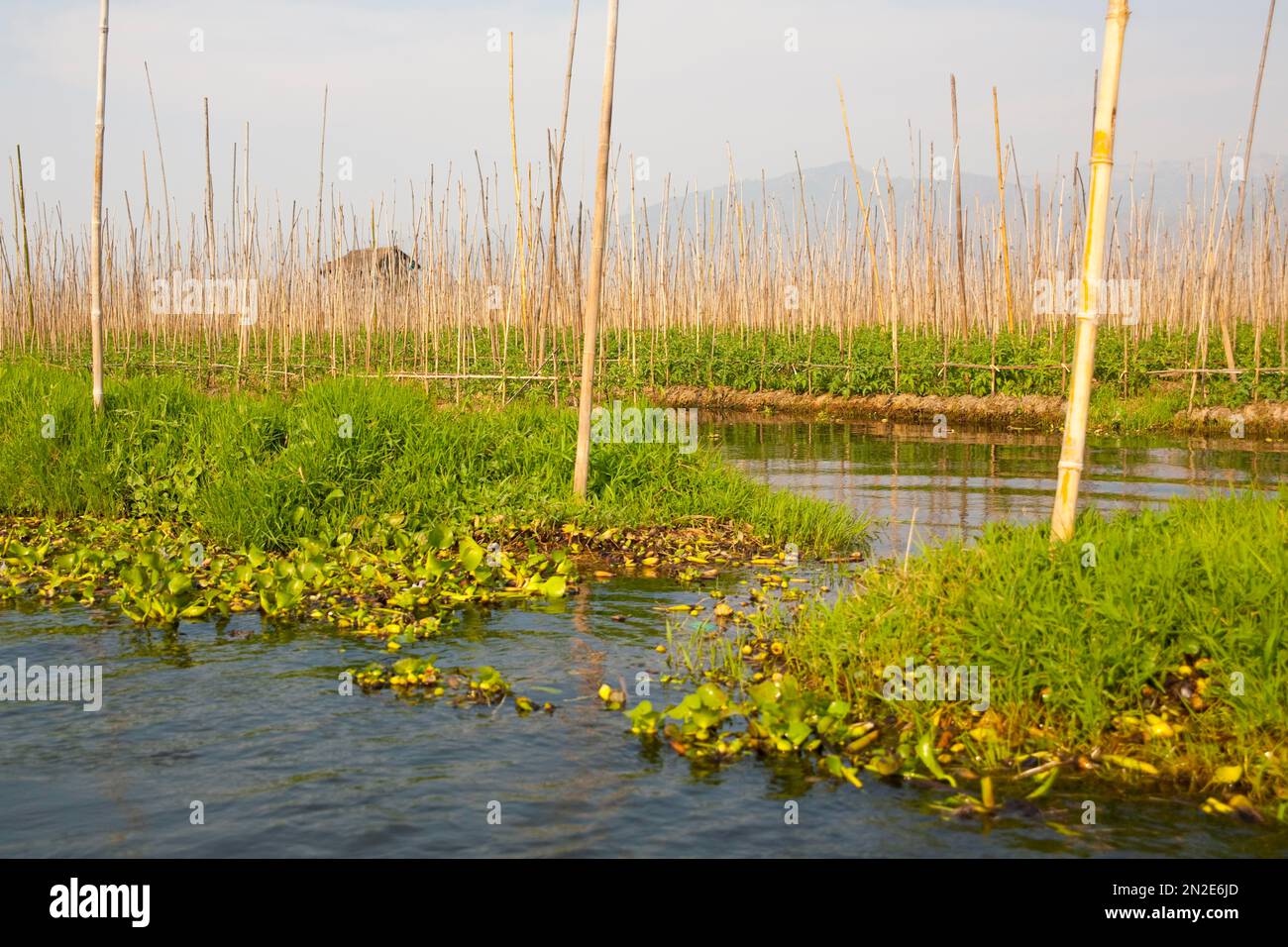 Schwimmende Felder, einbeiniges Rudern, Inle-See, Myanmar, Inle-See, Myanmar Stockfoto
