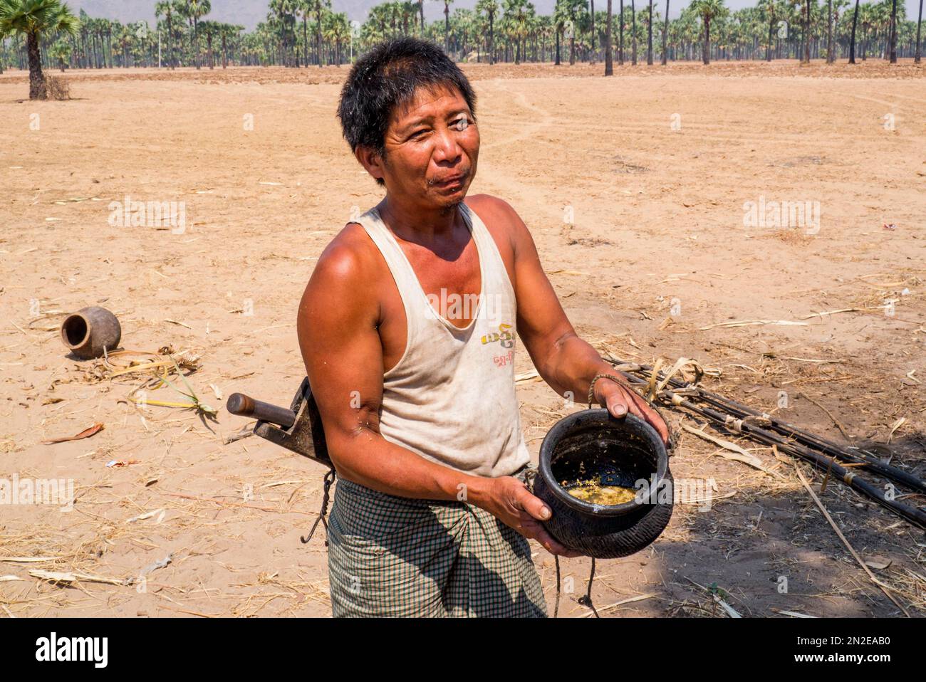 Mühsame Ernte von palmzuckersaft, Palmzuckerplantage, Myanmar, Myanmar Stockfoto