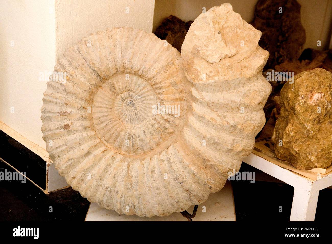 Fossilien, Rissani, Marokko Stockfoto