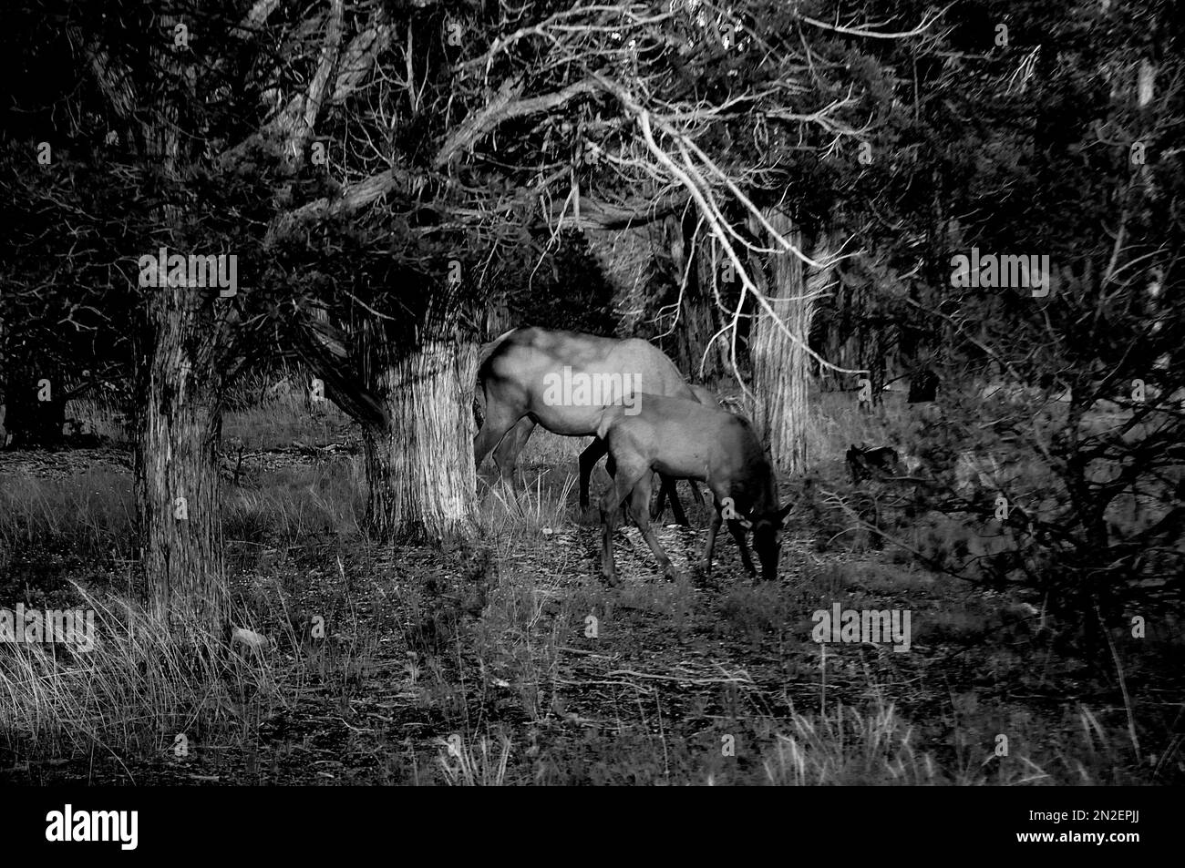 Grand Canyon / Arizona / 10. Sept. 2019/Wildtiere im Freien grasen im Gran Canyon Nationalpark in Arizona , USA. (Foto..Francis Dean / Deanpictures). Stockfoto