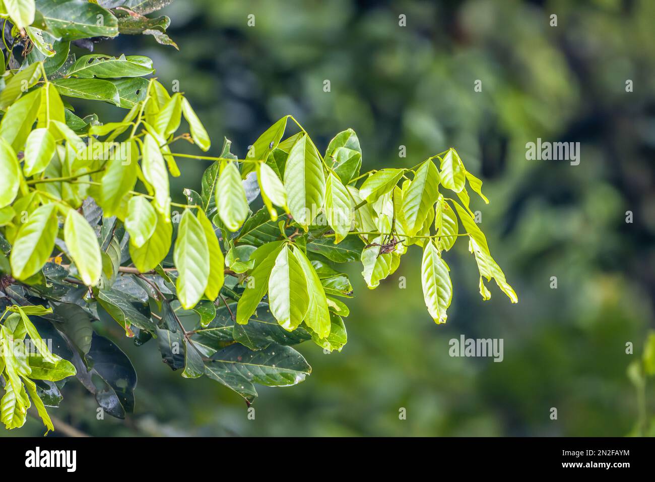 Die Äste der Rambutanbäume mit breiten Blättern sind frisch grün, der Hintergrund sind verschwommene grüne Blätter Stockfoto