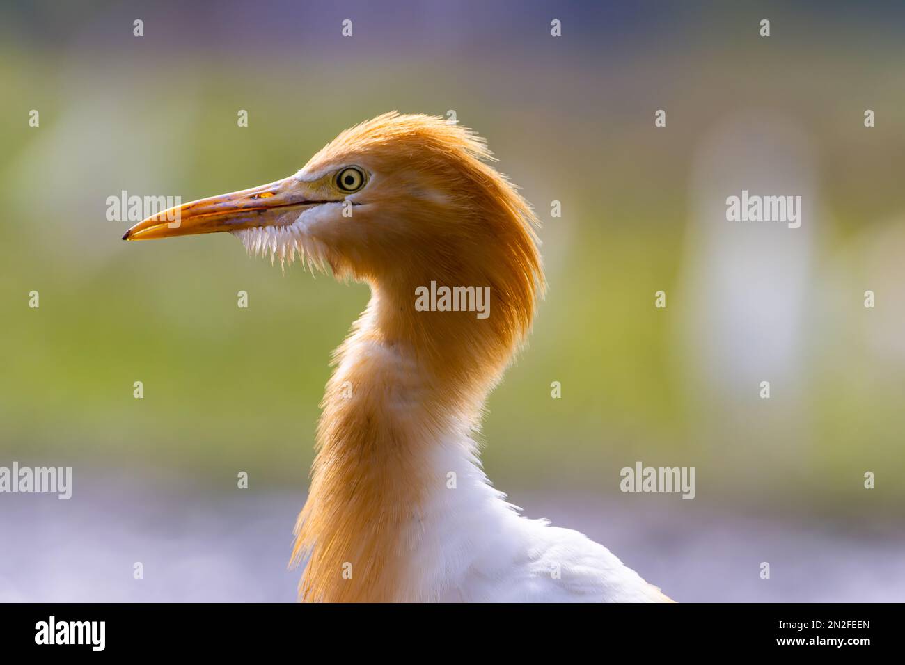 Die Weißreiher (egretta garzetta) stehen auf einem wässrigen Reisfeld und suchen nach Nahrung. Dies ist eine Art kleiner Reiher in der Familie Ardeidae, an aqu Stockfoto