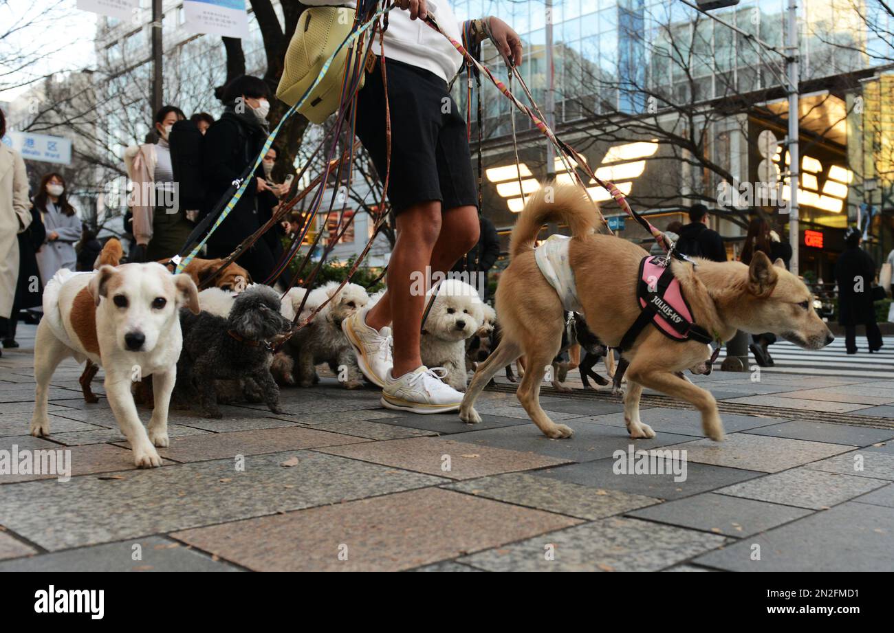 Ein Hundeführer führt eine große Gruppe von Hunden auf der Omotesando Ave. In Tokio, Japan, spazieren. Stockfoto