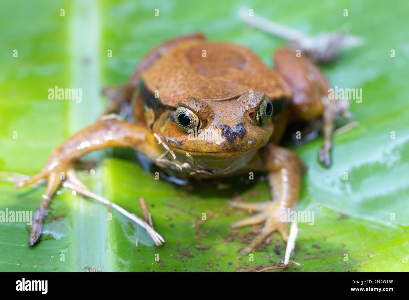 Dyscophus guineti, falscher Tomatenfrosch oder Sambava-Tomatenfrosch, ist eine Froschart aus der Familie Microhylidae, Reserve Peyrieras Madagaskar exotisch. Stockfoto