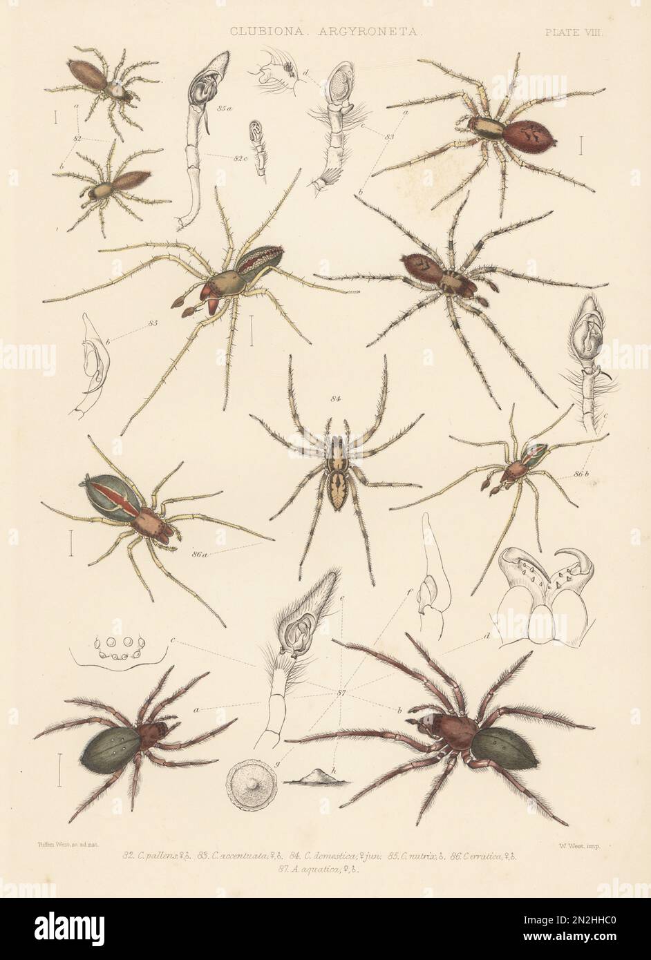 Sackspinne, Clubiona subtilis 82, Anyphaena accentuata 83, Liocranum rupicola 84, Jagdspinne mit zwei Klauen, Cheiracanthium erraticum 85,86 und Tauchglockenspinne, Argyroneta aquatica 87. Handcolorlithograph von W. West nach Tuffen West aus John Blackwall's A History of the Spiders of Great Britain and Ireland, Ray Society, London, 1861. Stockfoto