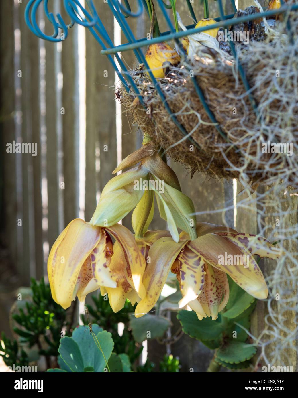 Kopfüber Orchideenblumen, Stanhopea Orchideen in Blüte, die aus einem hängenden Korb nach unten wachsen Stockfoto