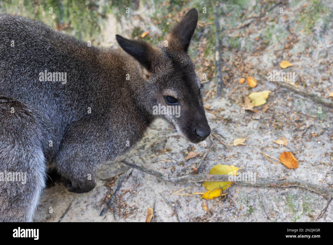 Das Rothalswallaby (Notamacropus rufogriseus) Macropod marsupial, andere Namen: Bennett's Wallaby, Brush Wallaby, Brush Känguru oder Red Wallaby, an Stockfoto