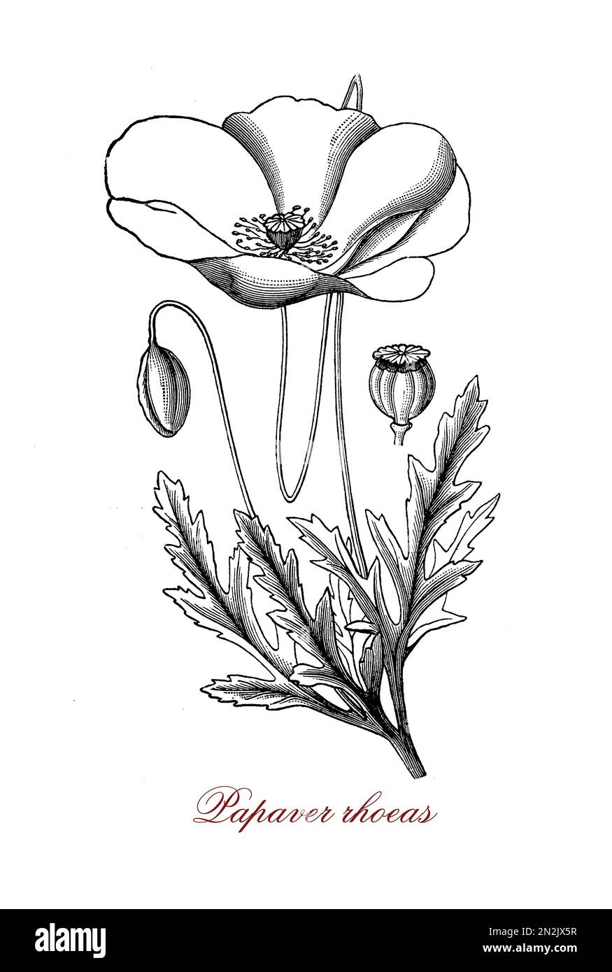 Papaver Rhoeas oder roter Mohn ist eine Unkrautpflanze mit einzelnen Blüten, die Blütenblätter sind leuchtend rot, der Stiel ist in der Regel mit groben Haaren bedeckt. Roter Mohn enthält ein Alkaloid namens Rhoeadin, das ein mildes Beruhigungsmittel ist. Stockfoto