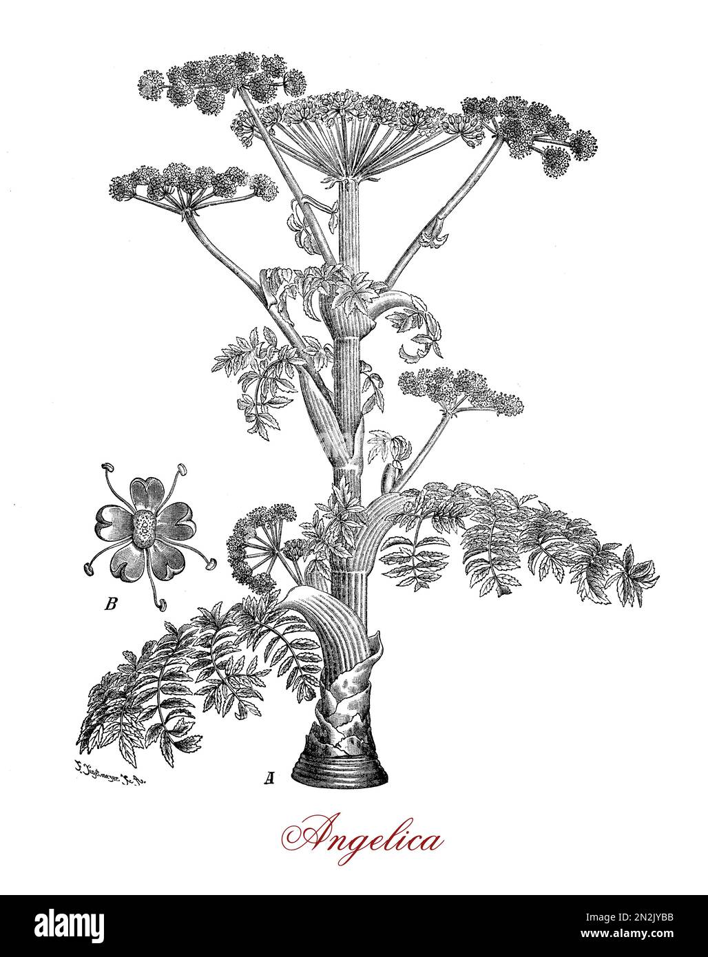 Vintage Gravur von Angelica sylvestris, dekorative Pflanze mit runden Dolden von kleinen hellen Blumen, in der Österreichischen traditionellen Medizin verwendet. Stockfoto