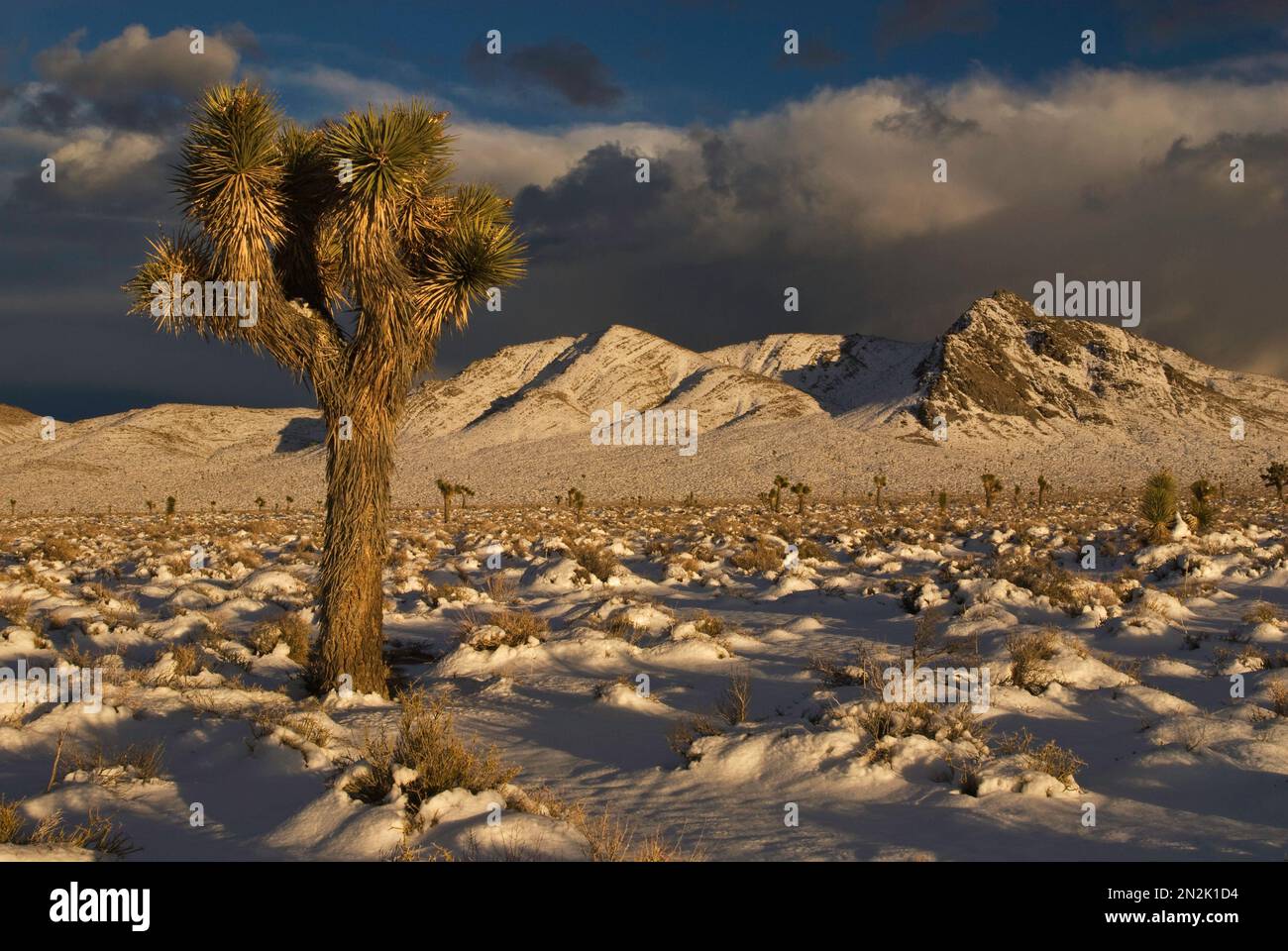 Joshua Trees am Darwin Plateau bedeckt mit Schnee nach Wintersturm, Darwin Hills in der Ferne, 3 Meilen westlich von Death Valley Nat. Park, Kalifornien, USA Stockfoto