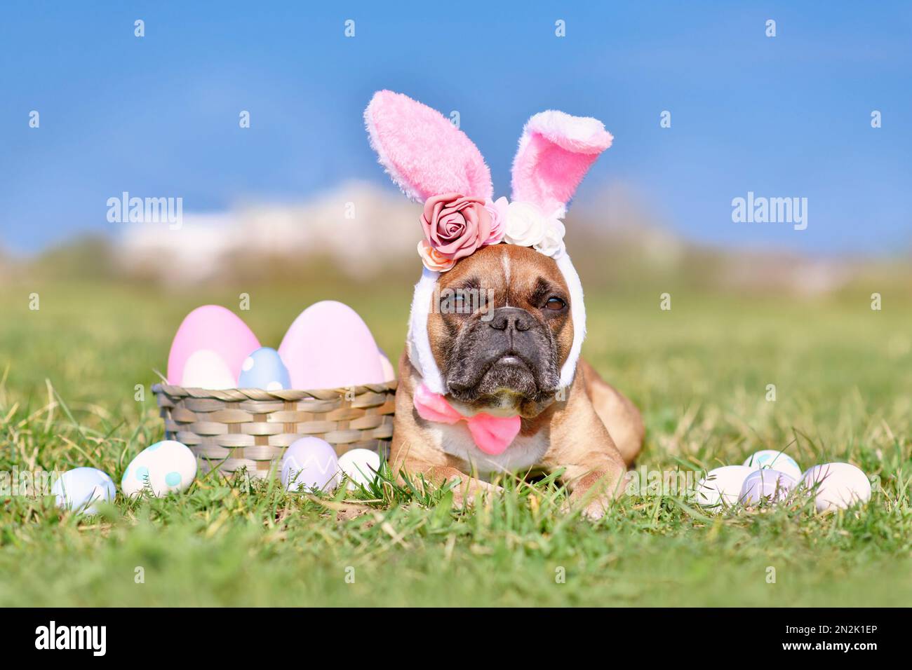 Osterfranzösischer Bulldog mit Kaninchenkostüm-Ohren neben ostereiern Stockfoto