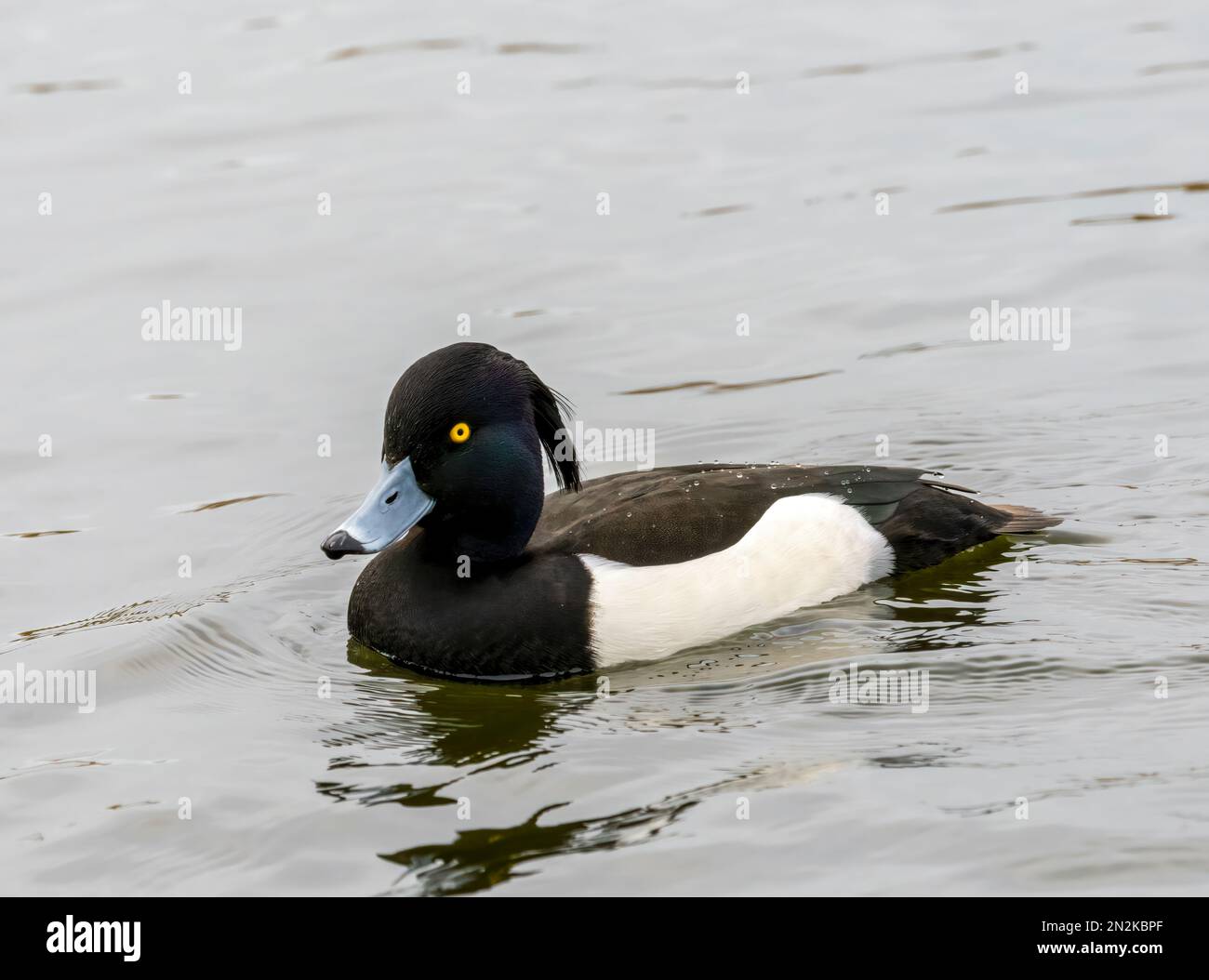Ein einsamer männlicher Tufted Duck (Aythya fuligula), auch bekannt als Tufted Pochard, an einem See in Fleetwood, Lancashire, Großbritannien Stockfoto