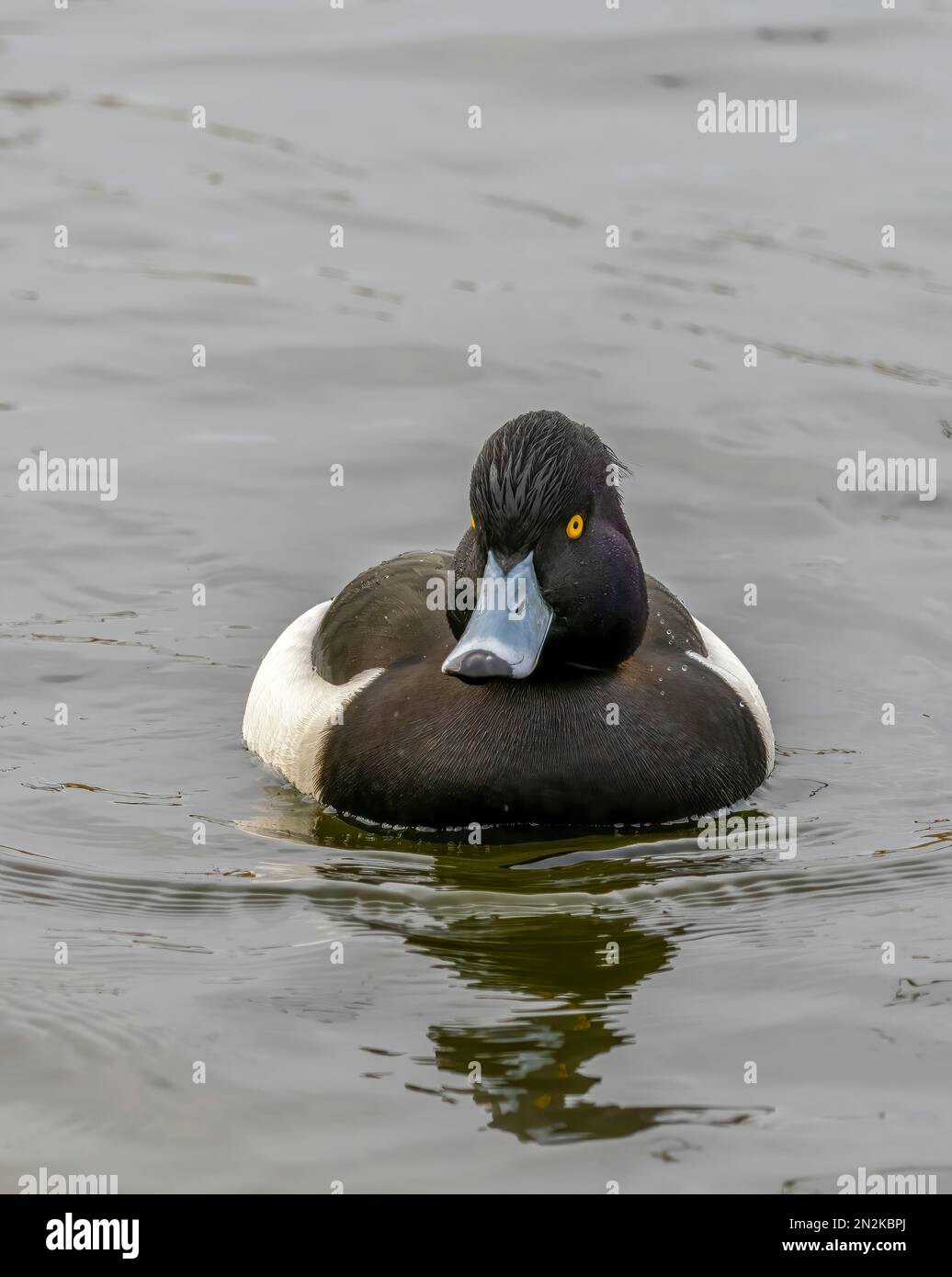 Ein einsamer männlicher Tufted Duck (Aythya fuligula), auch bekannt als Tufted Pochard, an einem See in Fleetwood, Lancashire, Großbritannien Stockfoto