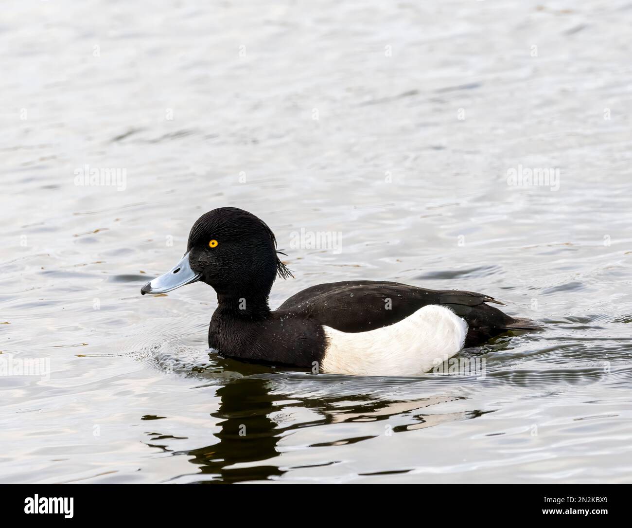 Ein einsamer männlicher Tufted Duck (Aythya fuligula), auch bekannt als Tufted Pochard, an einem See in Fleetwood, Lancashire, Großbritannien Stockfoto