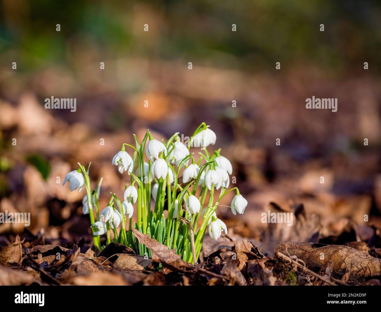 Ein Klumpen von Schneeglöckchen (Galanthus nivalis), der wild wächst und von gefallenen Blättern umgeben ist, in einem Waldgebiet in Lytham Hall, in Lytham, Lancashire, großbritannien Stockfoto