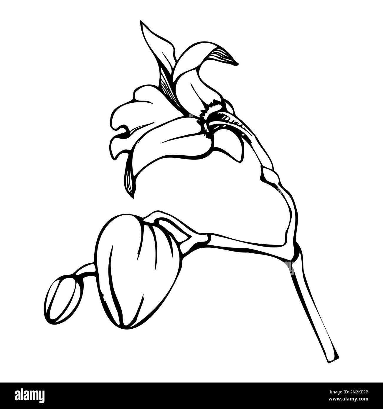 Handgezeichnete Vektorfarbe Orchideenblumen, Stiele, Blätter, monochrom, detaillierter Umriss. Komposition mit Verzweigungen. Isoliert auf weißem Hintergrund. Design für Stock Vektor