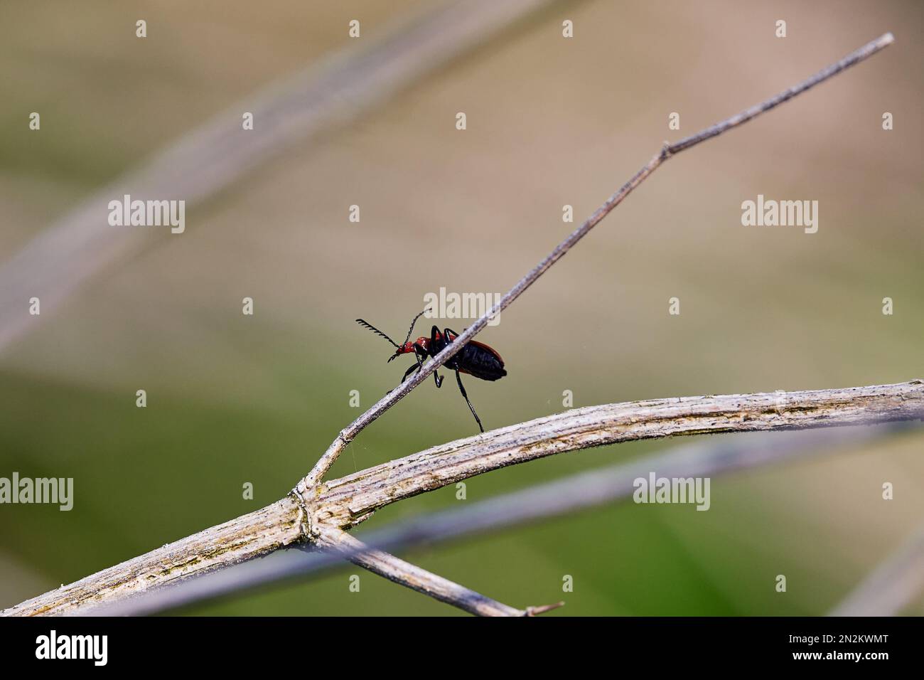 Nahaufnahme einer Papillon-Mücke (Plecia nearctica) auf einem Holzzweig vor verschwommenem Hintergrund Stockfoto