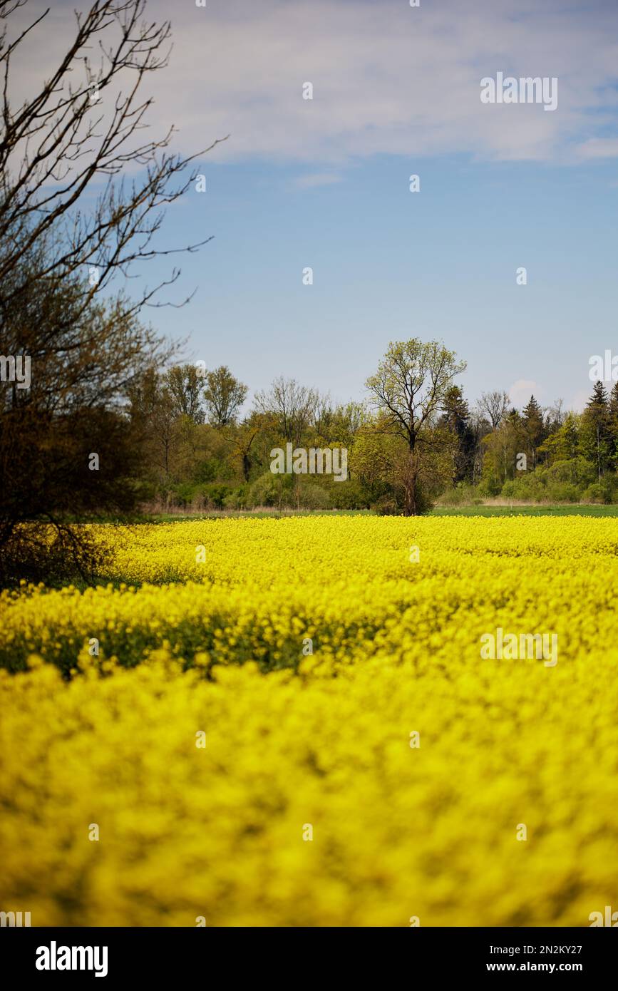 Eine vertikale Aufnahme eines Feldes voller Rapeseeds (Brassica napus subsp. Napus) unter dem blauen Himmel Stockfoto