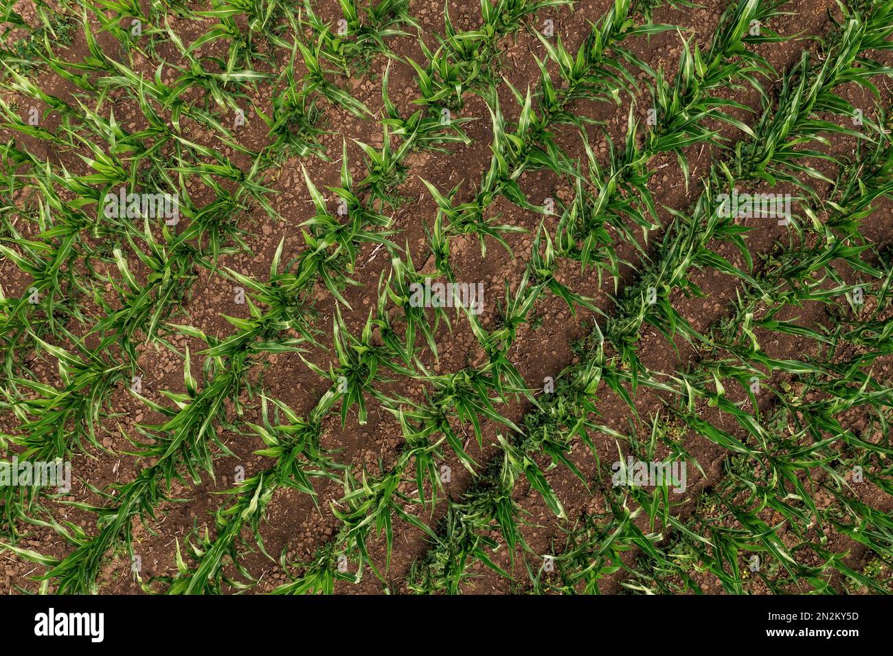 Junge grüne Maispflanzen auf Ackerfeldern, Luftaufnahme aus der Draufsicht der Drohne Stockfoto