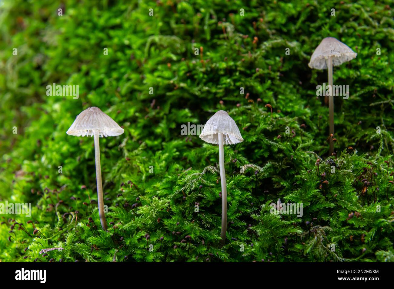 Pilze in der natürlichen Umgebung des Waldes Stockfoto