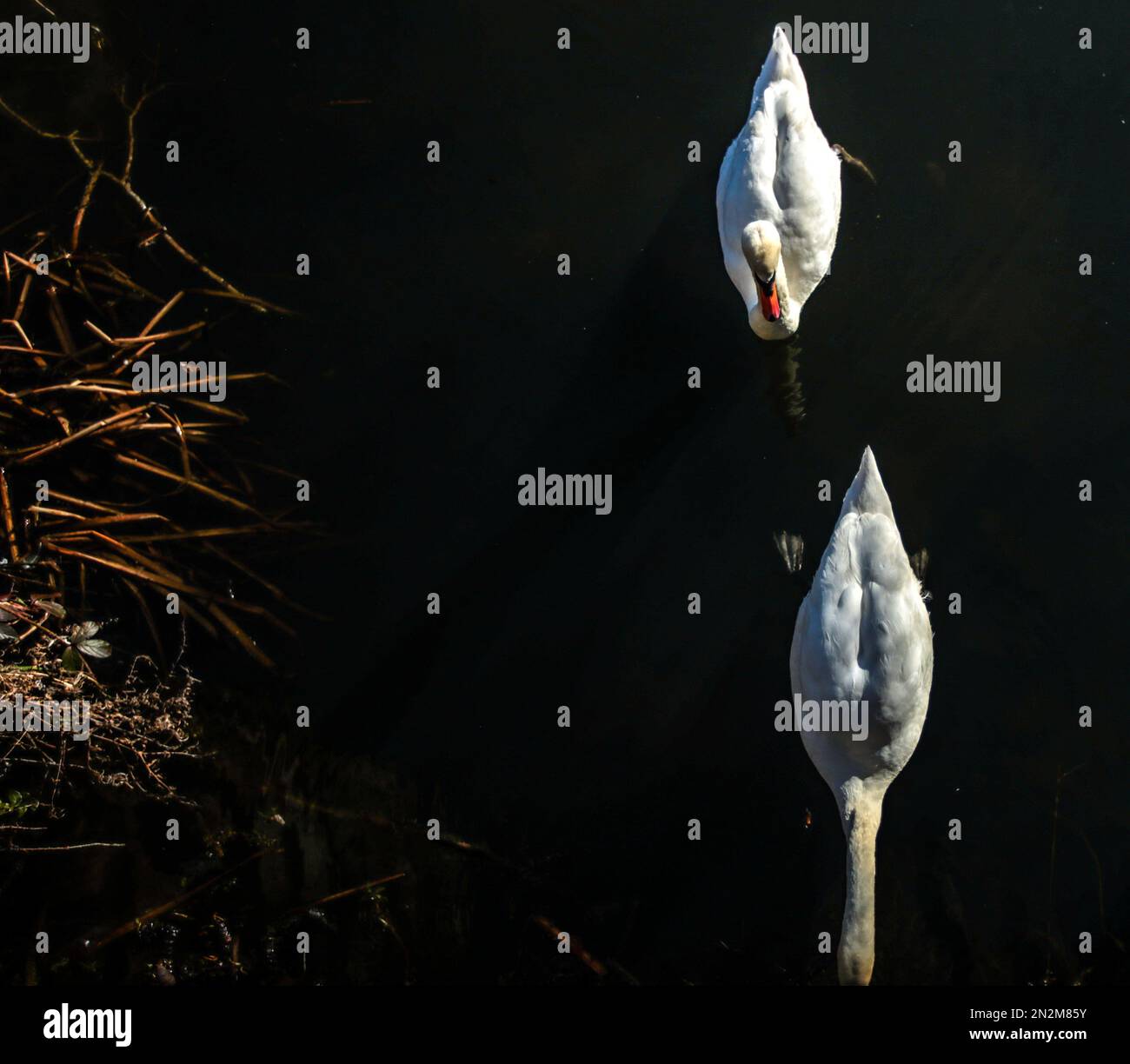 Heaver Castle , Kent UK 7. Februar 2023, Schwäne schwimmen in schwarzem Spiegelwasser wie im heaver Castle Moat. Paul Quezada-Neiman/Alamy Live News Stockfoto