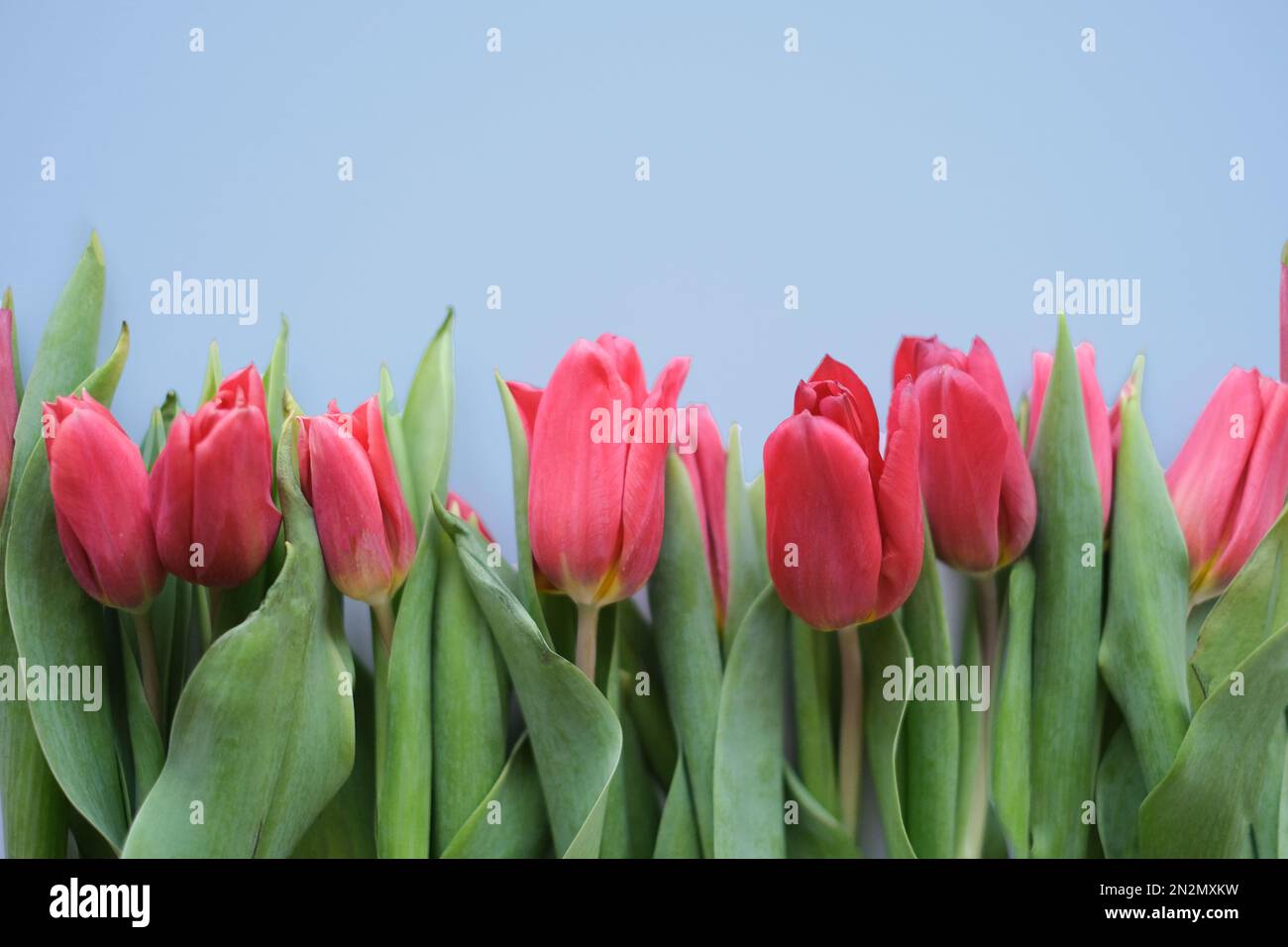 Blumenzusammensetzung. Rosa Tulpenblüten auf hellblauem Hintergrund. Frühlings- und Sommerkonzept Stockfoto