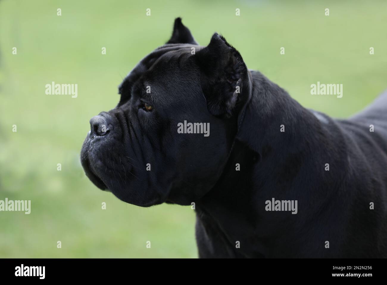 Porträt eines wunderschönen Zuckerrohr-corso-Hundes. Schließen Stockfoto
