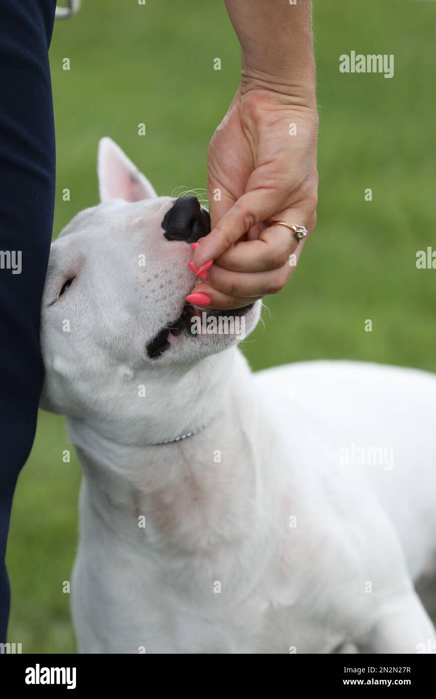 Porträt eines Bullenterrier Hundes. Schließen Stockfoto