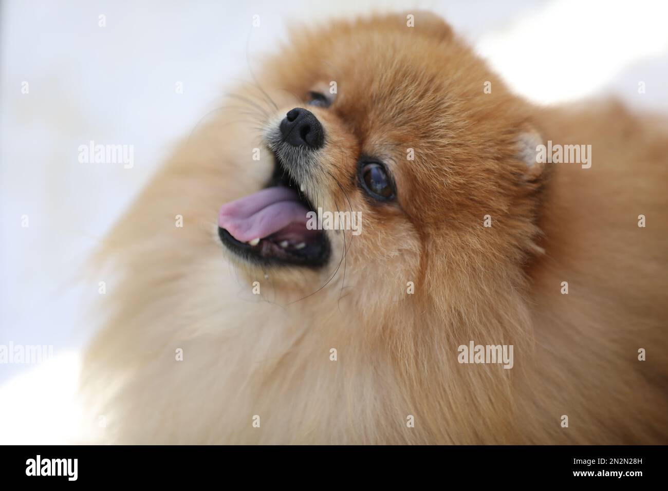 Porträt eines schönen pommerischen spitz-Hundes. Schließen Stockfoto