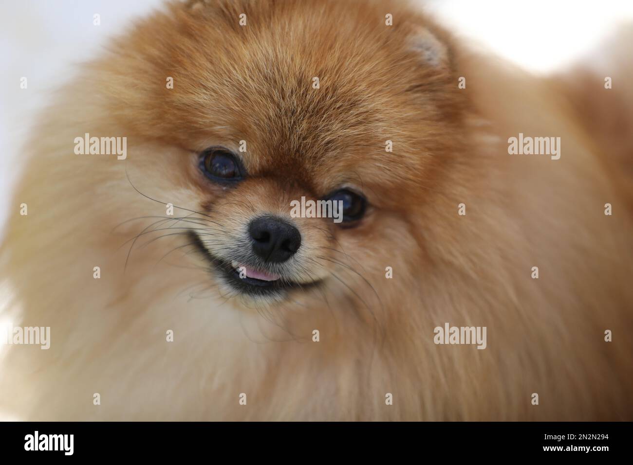 Porträt eines schönen pommerischen spitz-Hundes. Schließen Stockfoto
