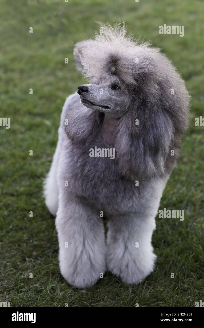 Porträt eines wunderschönen Pudelhundes. Schließen Stockfoto