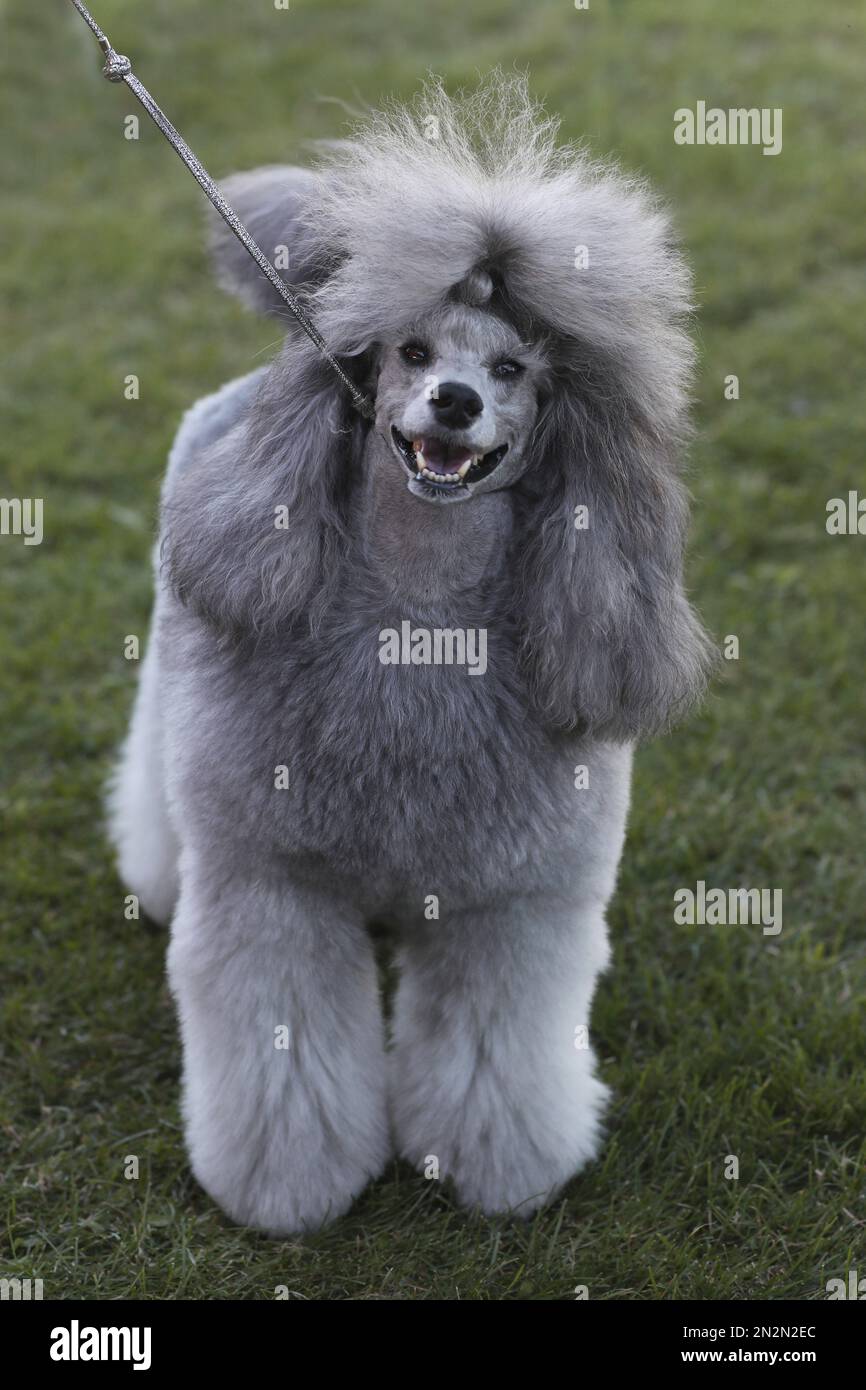 Porträt eines wunderschönen Pudelhundes. Schließen Stockfoto