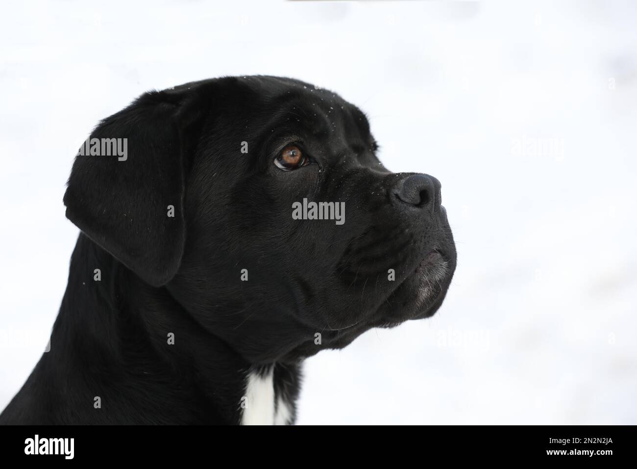 Porträt eines wunderschönen Zuckerrohr-corso-Hundes. Schließen Stockfoto