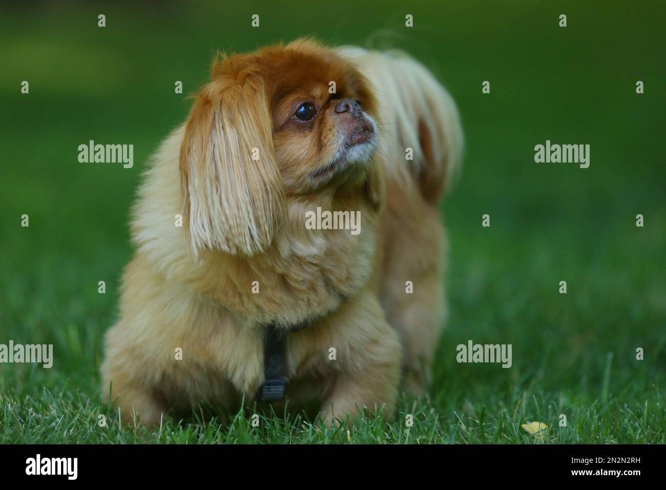 Porträt eines schönen pekinesischen Hundes. Schließen Stockfoto